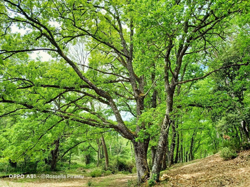 Perchè la Forest Therapy è nata in Giappone?